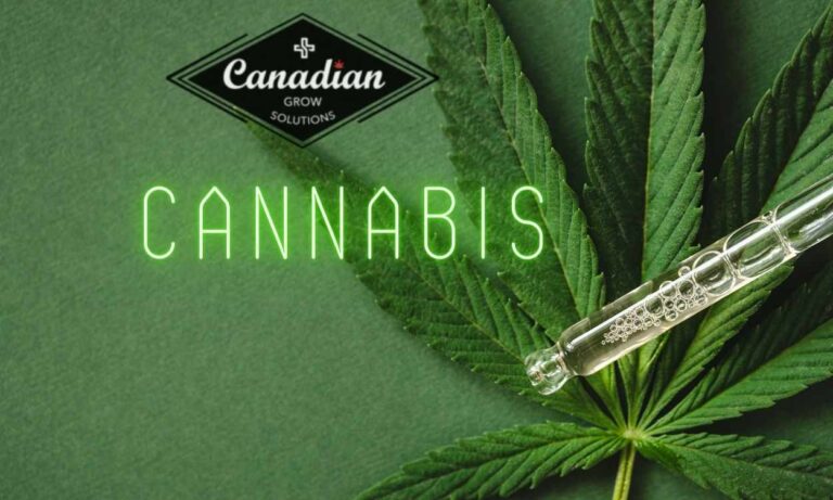 Cannabis Extraction System